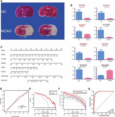 Experimental verification and comprehensive analysis of m7G methylation regulators in the subcluster classification of ischemic stroke